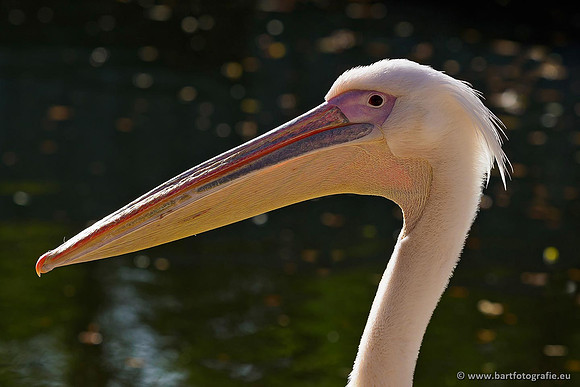 Exoten, Bart Fotografie-019