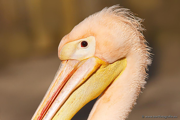 Exoten, Bart Fotografie-024