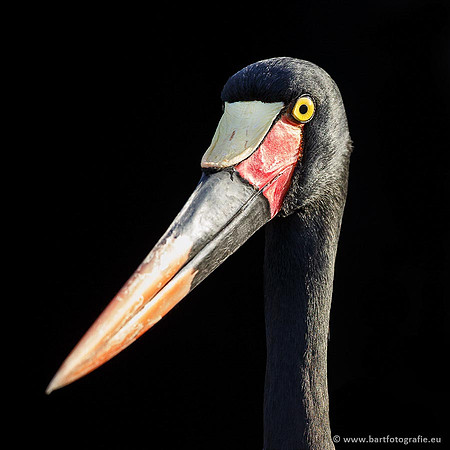 Exoten, Bart Fotografie-027