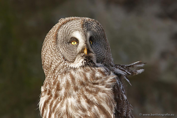 Exoten, Bart Fotografie-029