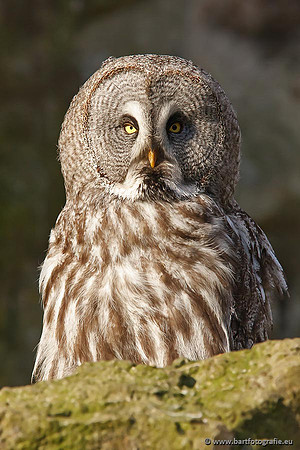 Exoten, Bart Fotografie-030