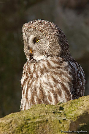 Exoten, Bart Fotografie-031