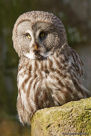 Exoten, Bart Fotografie-032