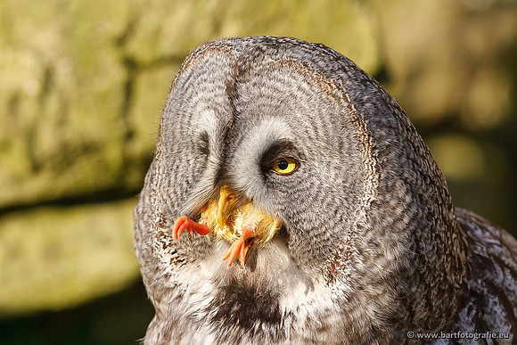 Exoten, Bart Fotografie-033
