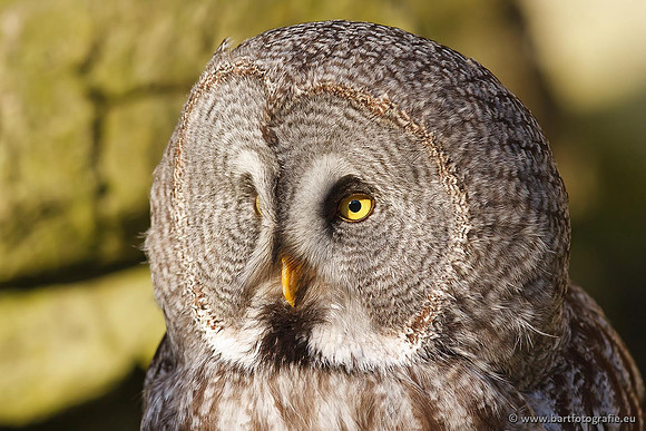 Exoten, Bart Fotografie-034