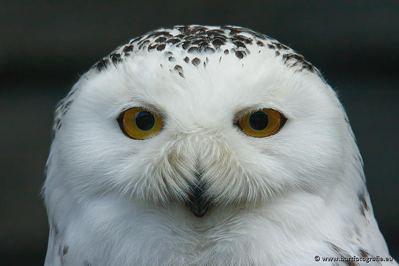 Exoten, Bart Fotografie-036