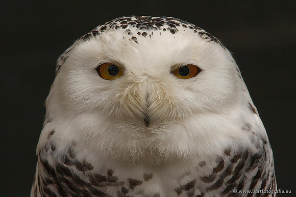 Exoten, Bart Fotografie-035