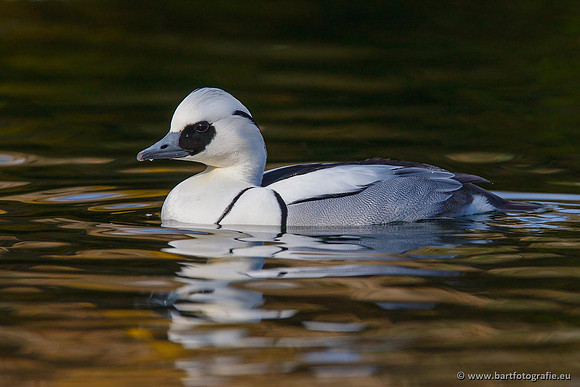 Exoten, Bart Fotografie-041