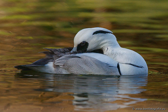 Exoten, Bart Fotografie-040
