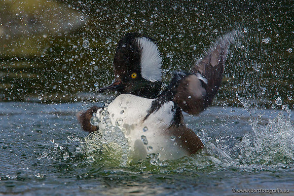 Exoten, Bart Fotografie-043