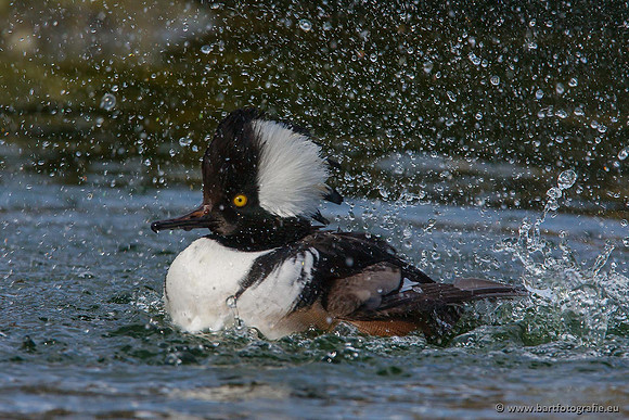Exoten, Bart Fotografie-044