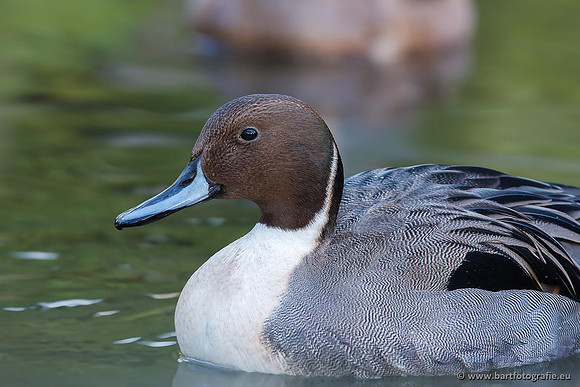 Exoten, Bart Fotografie-046