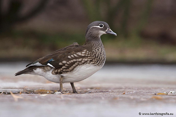 Exoten, Bart Fotografie-059