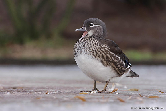Exoten, Bart Fotografie-058