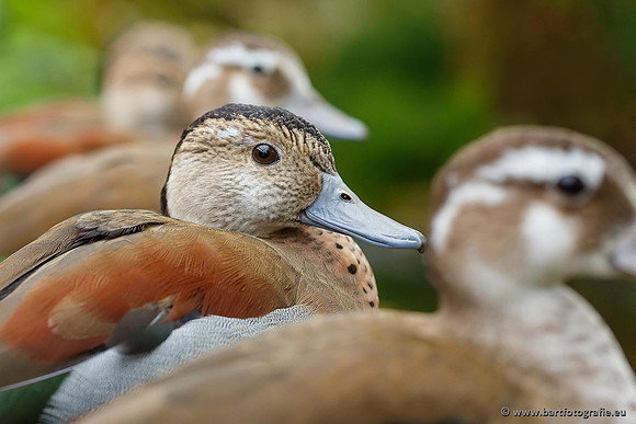 Exoten, Bart Fotografie-062