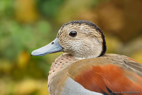 Exoten, Bart Fotografie-065