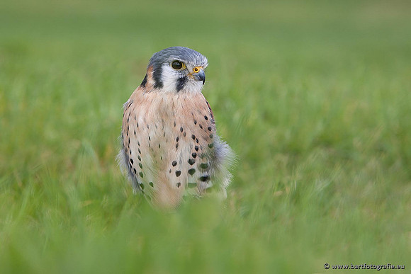 Exoten, Bart Fotografie-067