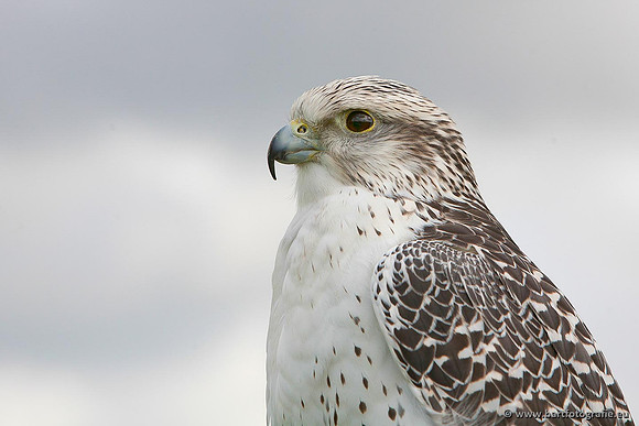 Exoten, Bart Fotografie-068