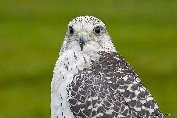 Exoten, Bart Fotografie-069