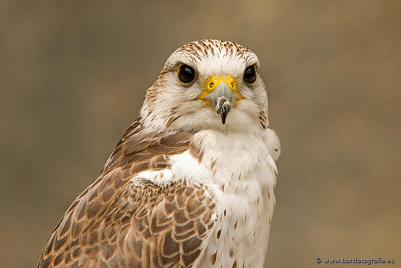 Exoten, Bart Fotografie-070