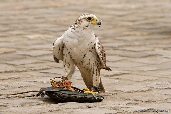 Exoten, Bart Fotografie-071