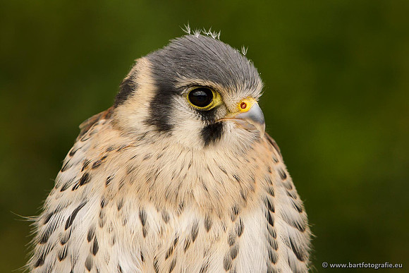 Exoten, Bart Fotografie-072