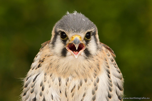 Exoten, Bart Fotografie-073