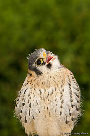 Exoten, Bart Fotografie-074