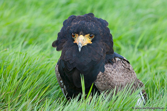 Exoten, Bart Fotografie-075