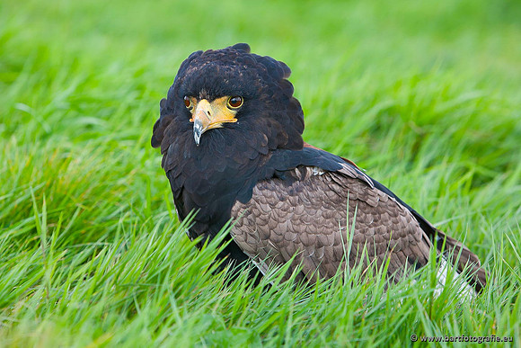 Exoten, Bart Fotografie-076