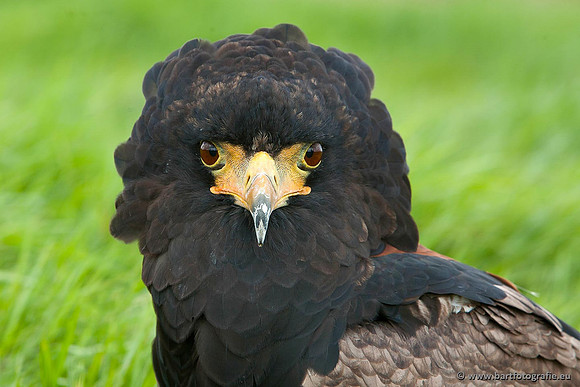 Exoten, Bart Fotografie-078