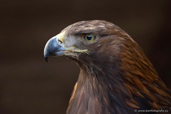 Exoten, Bart Fotografie-079