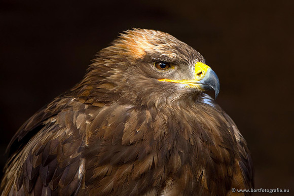 Exoten, Bart Fotografie-080