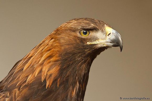 Exoten, Bart Fotografie-081