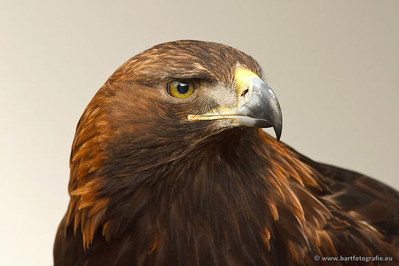 Exoten, Bart Fotografie-083