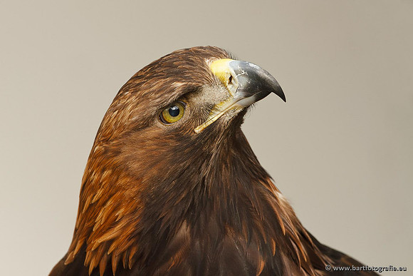 Exoten, Bart Fotografie-084