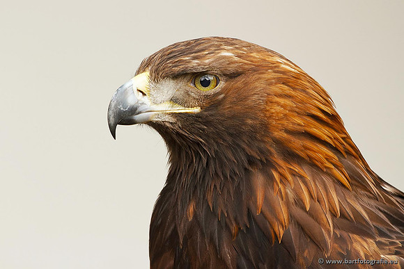 Exoten, Bart Fotografie-085