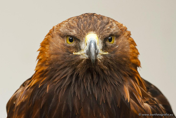 Exoten, Bart Fotografie-086