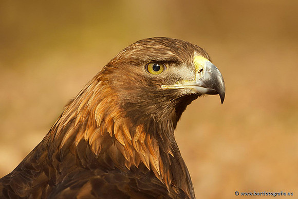 Exoten, Bart Fotografie-082