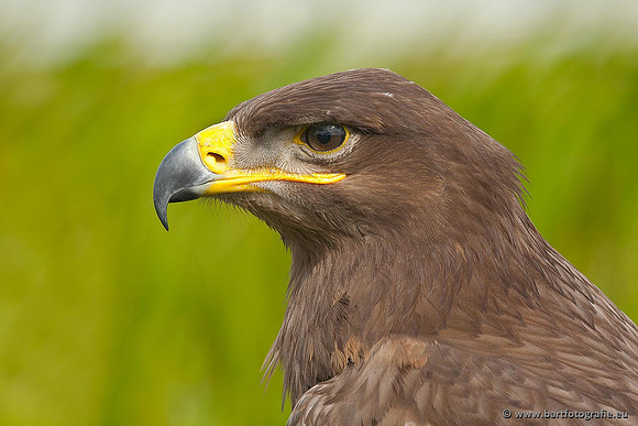 Exoten, Bart Fotografie-090