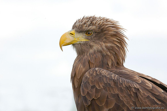 Exoten, Bart Fotografie-091
