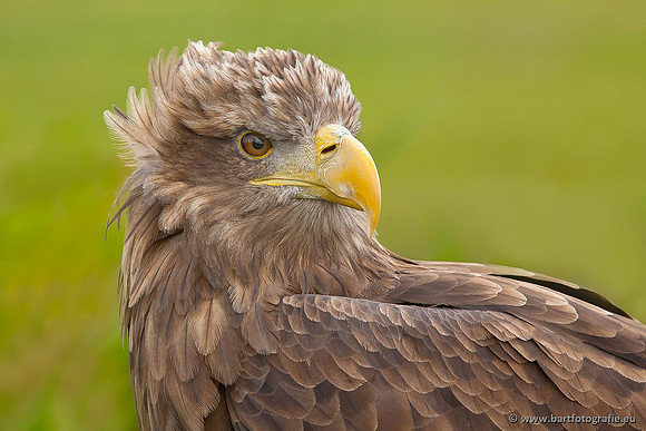 Exoten, Bart Fotografie-092