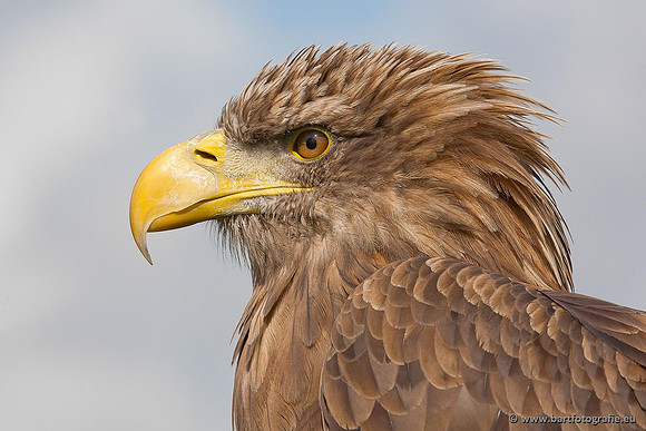Exoten, Bart Fotografie-094
