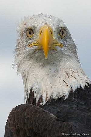 Exoten, Bart Fotografie-098