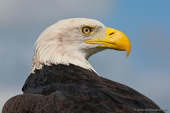 Exoten, Bart Fotografie-096