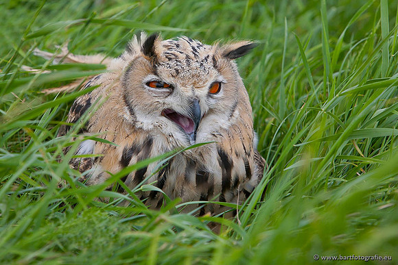 Exoten, Bart Fotografie-103