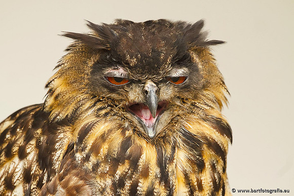 Exoten, Bart Fotografie-104
