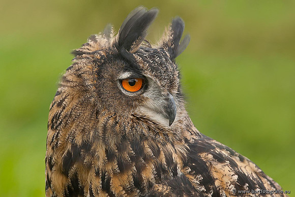 Exoten, Bart Fotografie-105
