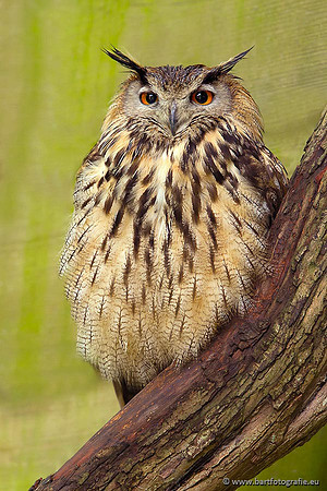 Exoten, Bart Fotografie-106