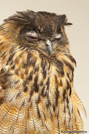 Exoten, Bart Fotografie-107